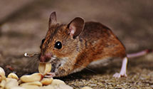 24 Hour & Emergency Exterminators in Tahoe Pines, CA
